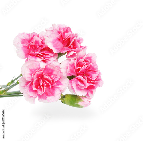 carnations