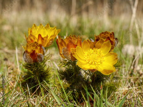 Naklejka Adonis flower yellow