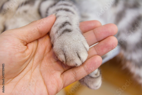 Canvas Print Cat's foot in the hand of human