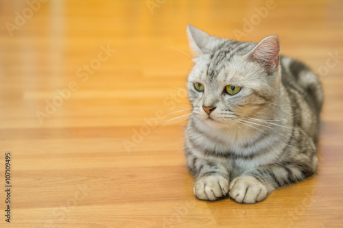 american shorthair cat 