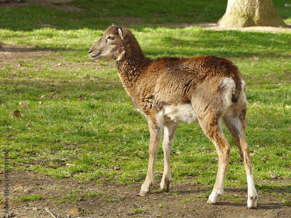 Mouflon roe Mouflon roe
