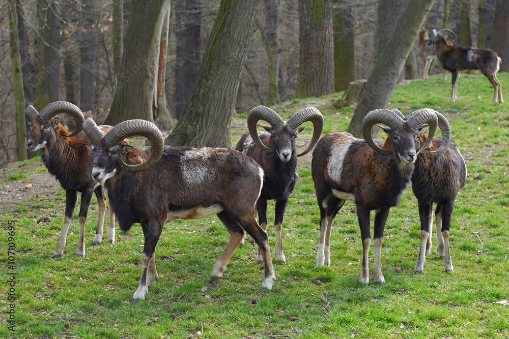 Mouflon herd of deer in the woods Mouflon herd of deer in the woods