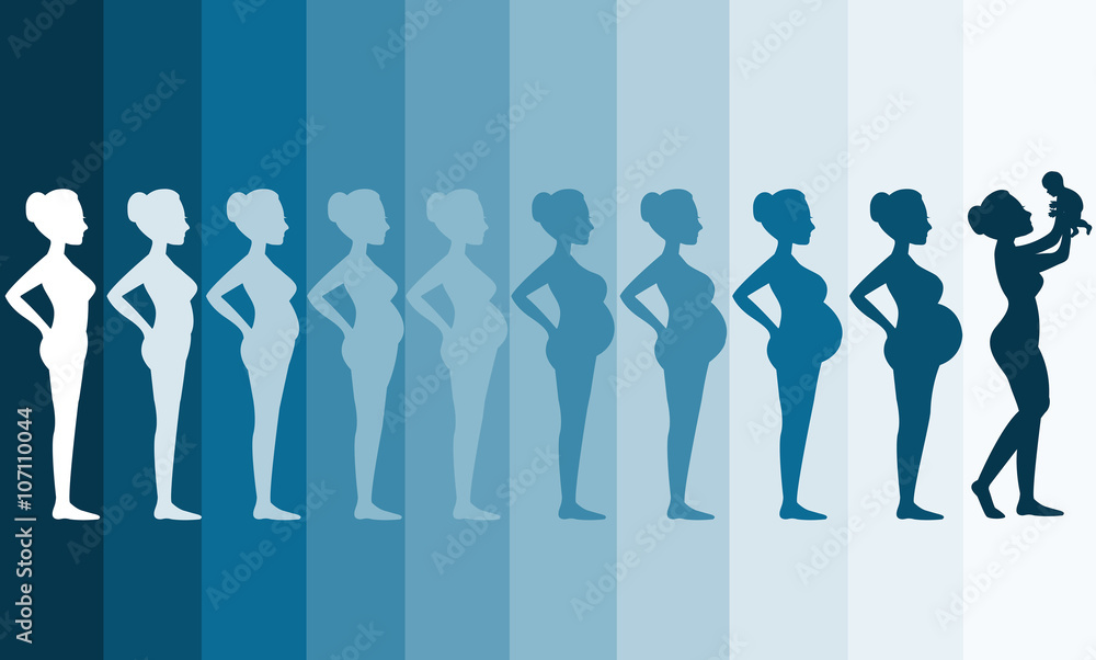 Changes in a woman's body in pregnancy,Silhouette pregnancy stages, Vector illustrations - obrazy, fototapety, plakaty 