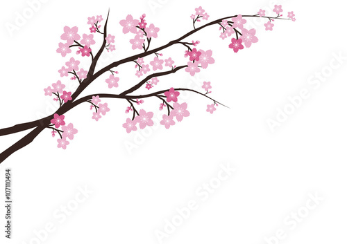 Cherry blossom, Sakura  pink flowers  background. © Crystal-K