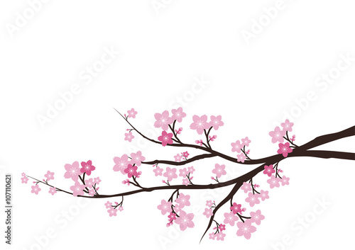 Cherry blossom, Sakura  pink flowers  background. © Crystal-K