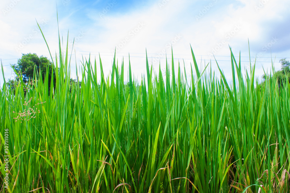 Rice field green grass landscape background