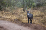 	Kameraya bakan yetişkin antilop. Görkemli ve güzel boynuzlarıyla oldukça asil görünüyor.

