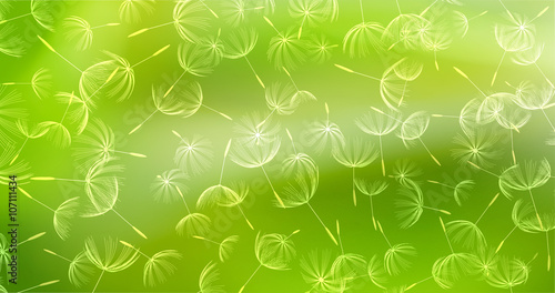 The Closeup of dandelion on natural background
