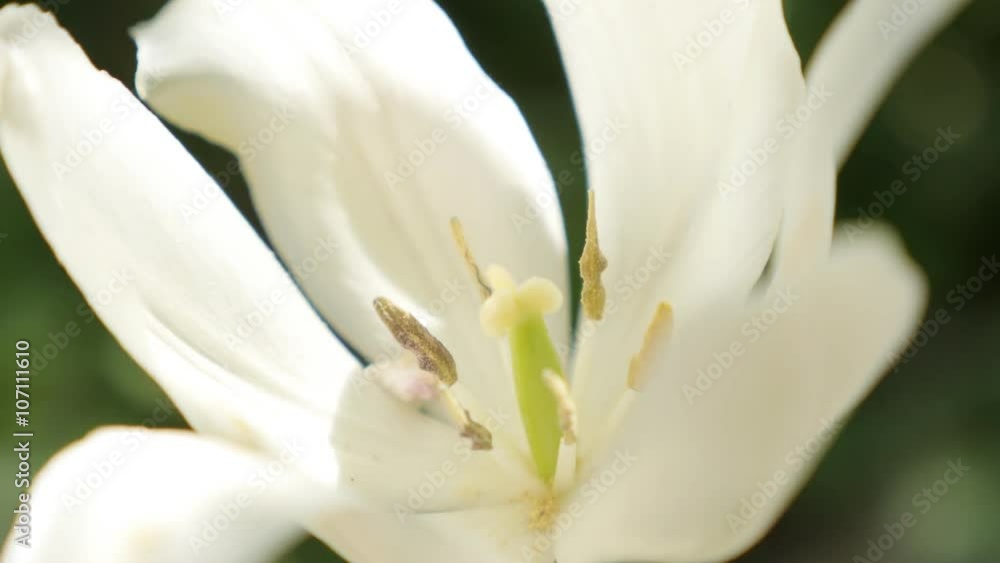 Tulipa Purissima petals and pisitil in the garden slow tilt 4K 2160p UltraHD footage - White Fosteriana tulip with yellow on petals tilting 4K 3840X2160 UHD video Tulipa Purissima petals and pisitil in the garden slow tilt 4K 2160p UltraHD footage - White Fosteriana tulip with yellow on petals tilting 4K 3840X2160 UHD video