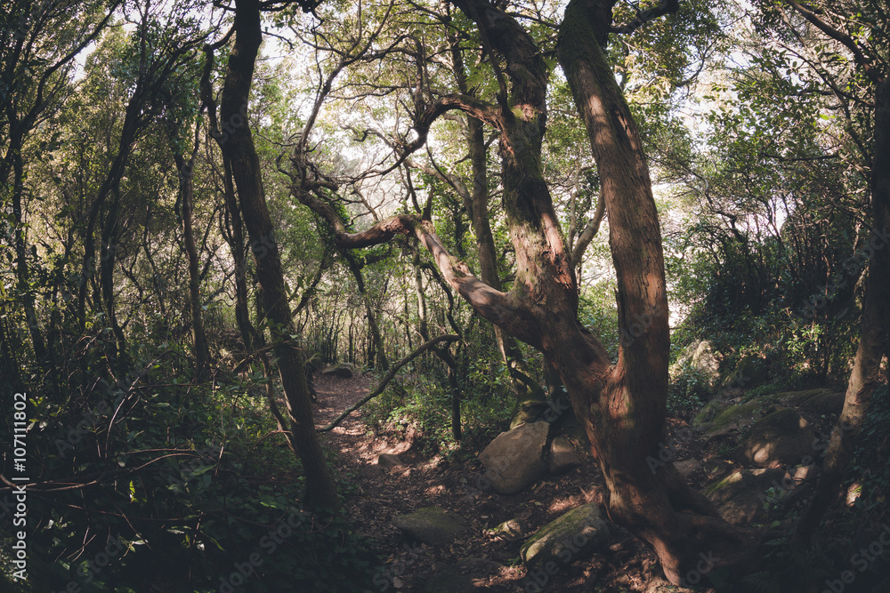 Fototapeta premium Dark old forest