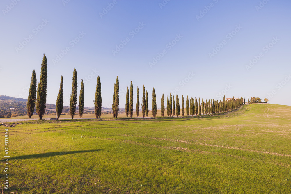 Obraz premium Tuscany cypress alley at sunny day