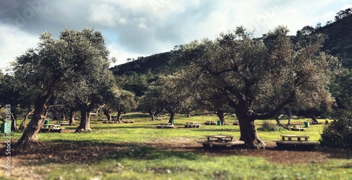 olive trees israel