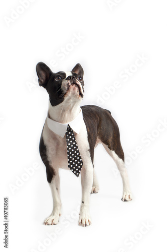 Fototapeta Naklejka Na Ścianę i Meble -  boston terrier business