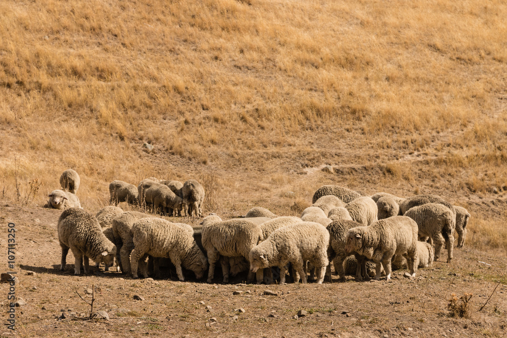 flock of grazing merino sheep flock of grazing merino sheep