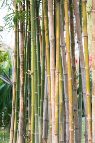 Bamboo tree background in garden