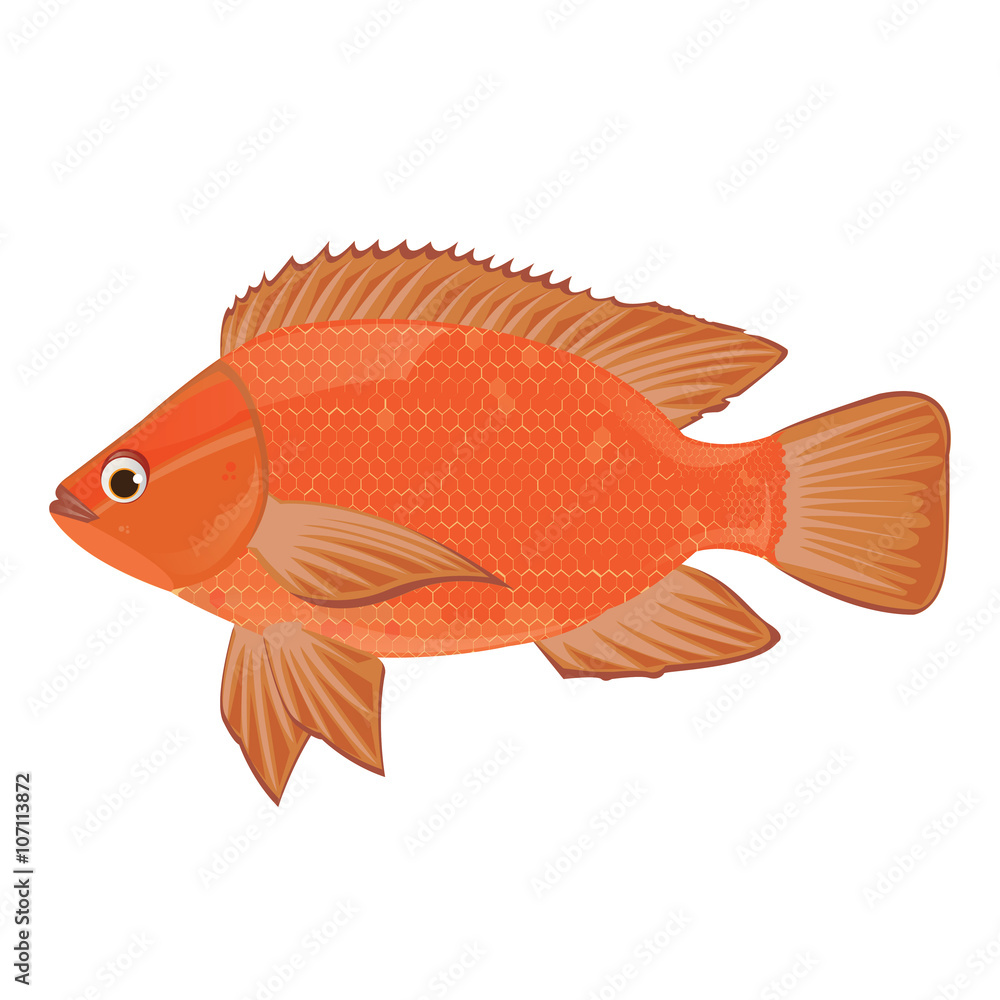 Fototapeta premium illustration. Tilapia on white background.