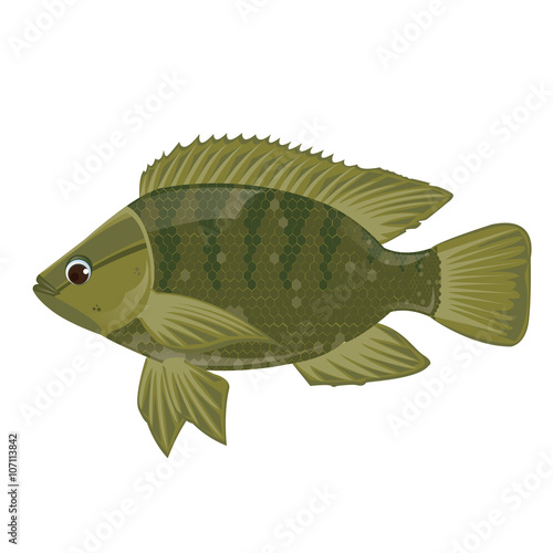 illustration. Fish Nile tilapia on white background.