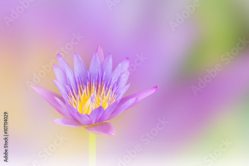 Beautiful violet purple dreamy  lotus flower on soft pastel