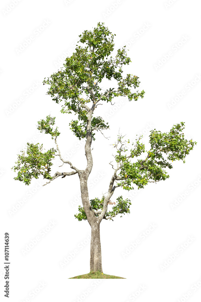 Obraz premium Tree isolated on white background