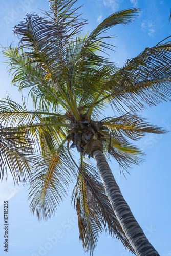 coconut palm and blue sky