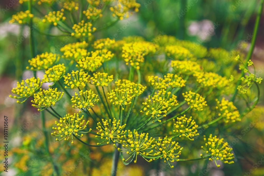 Fototapeta premium Blooming dill in the garden