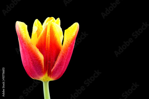 Red tulip (Tulipa) on the black background.