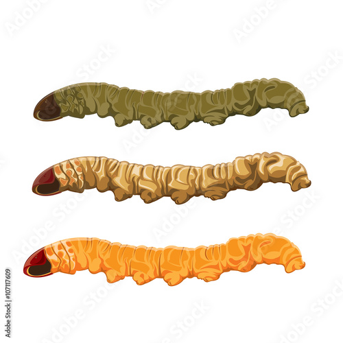 illustration. worm, caterpillar on White background