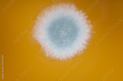 mold colony in orange juice macro image