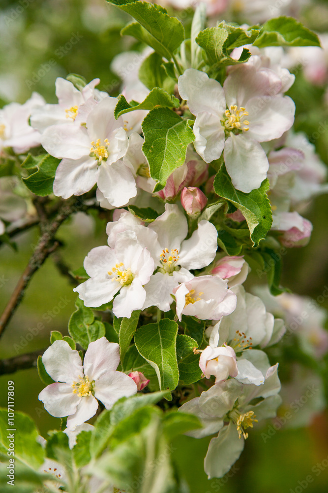 Fototapeta premium Blossom apple