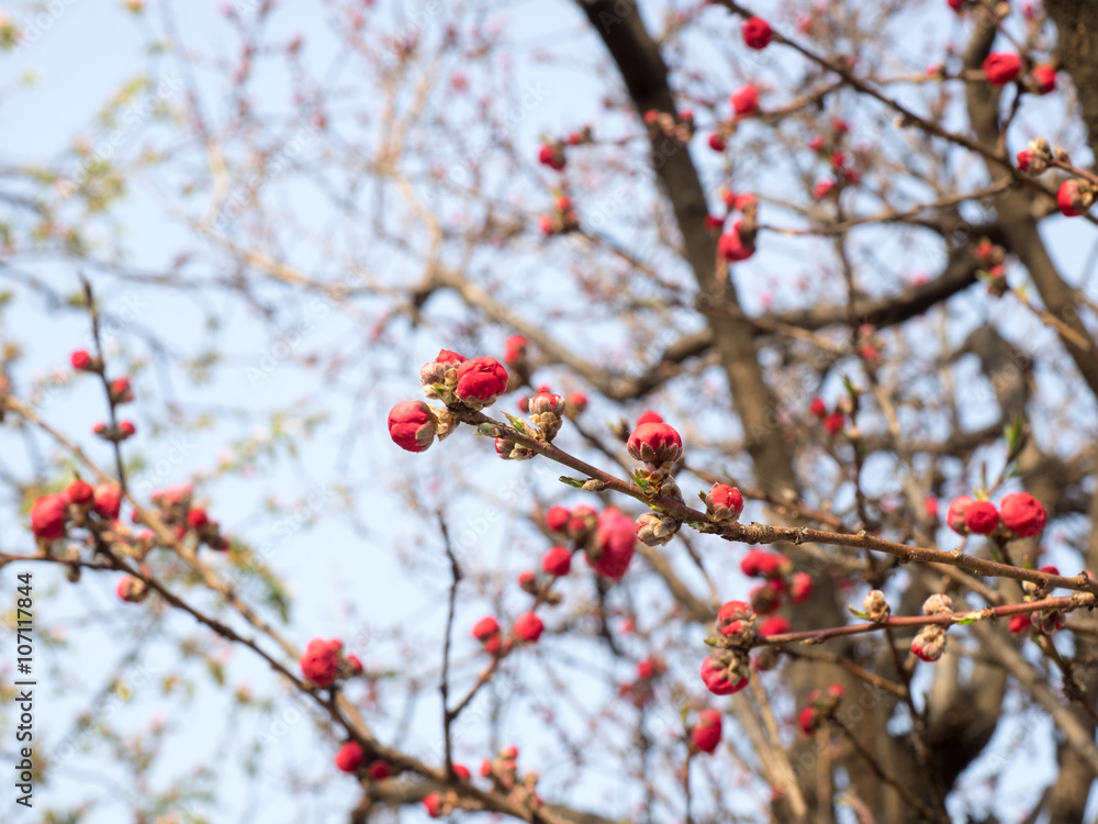 Red Peach flower buds Red Peach flower buds