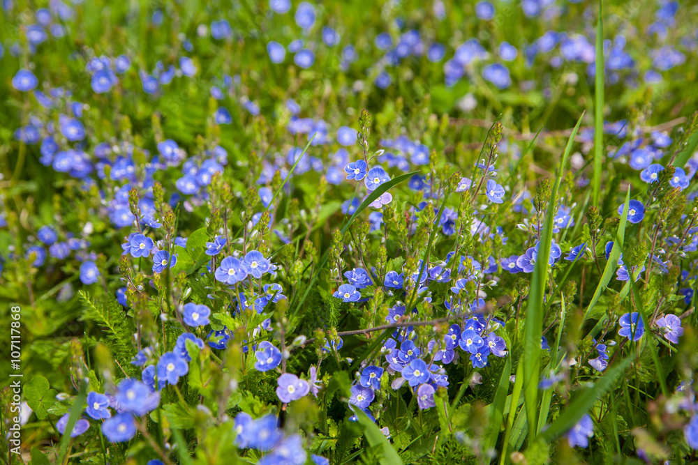 Flower blue on green grass Flower blue on green grass