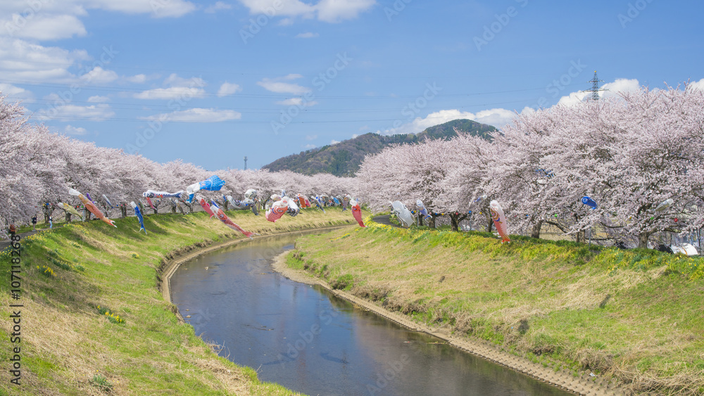 Cherry blossoms and carp streamer（桜と鯉のぼり）