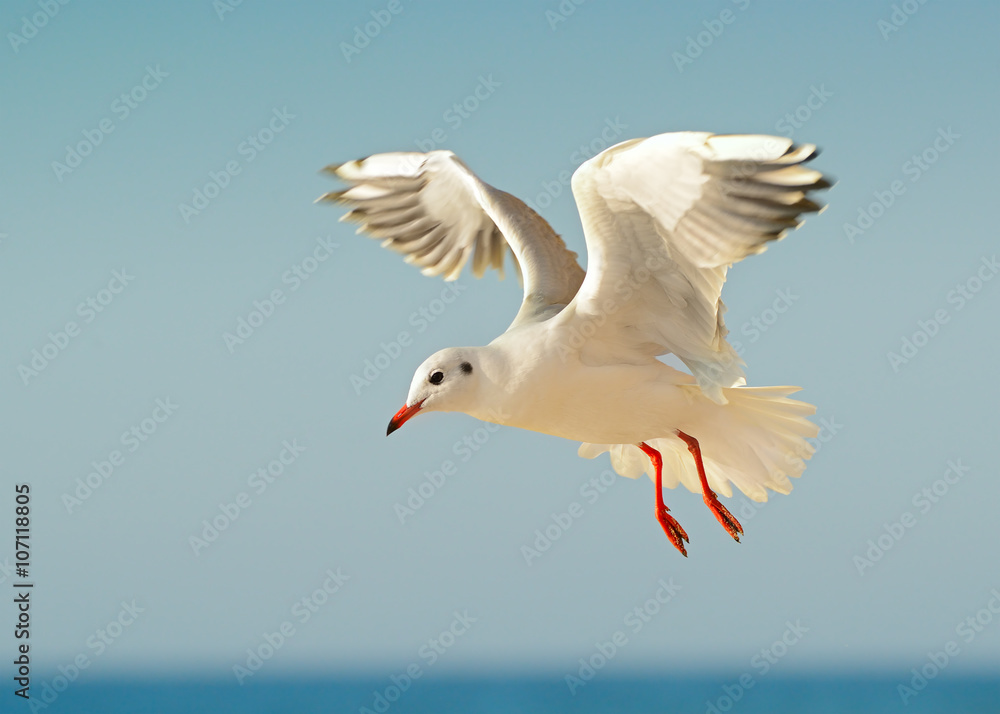 Fototapeta premium seagull in flight against the blue sky