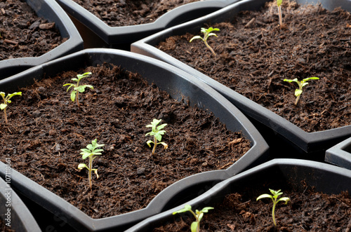 Close view at tiny tomato seedlings planted in flower pots
