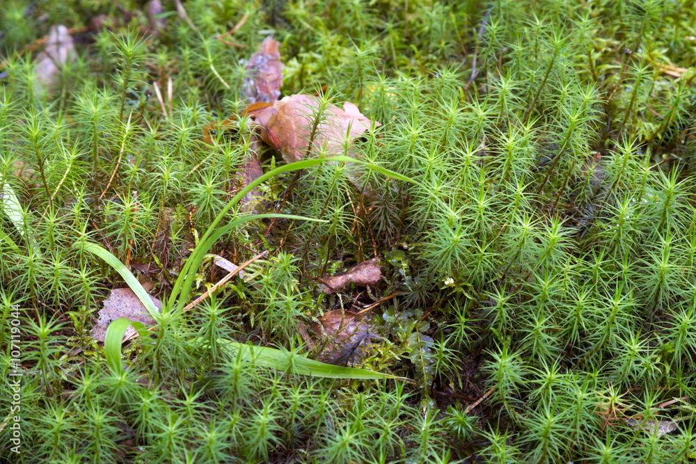 Vegetation in the wild wood Vegetation in the wild wood