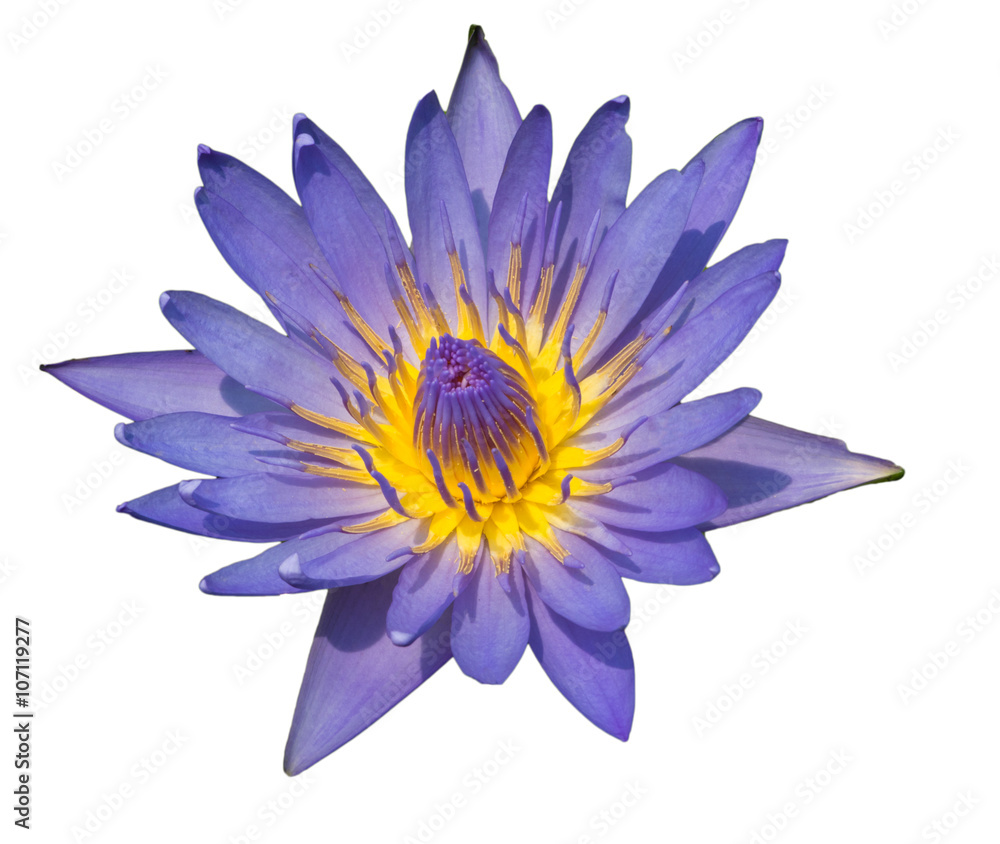 Fototapeta premium Purple lotus