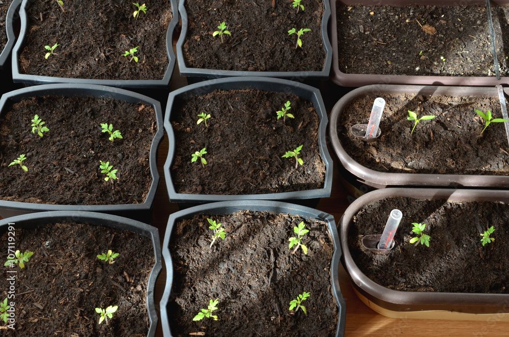 Small plants of tomato, pepper and lavander in flower pots Small plants of tomato, pepper and lavander in flower pots