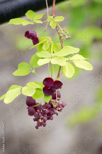 Akebia quinata flowers
