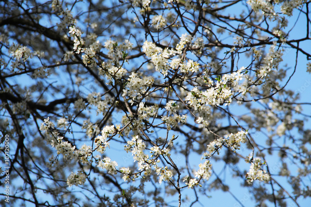 twigs of cherry tree with beautiful white blossoms 