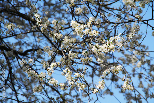 twigs of cherry tree with beautiful white blossoms 