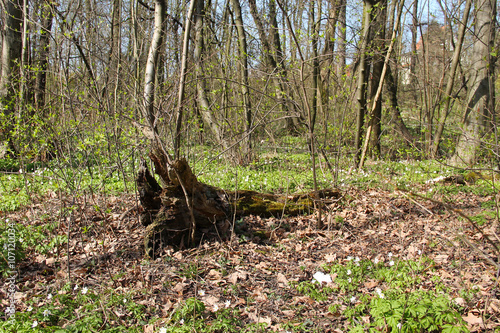 fallen trunk of old tree in the forest in spring