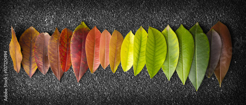 chromatic scale made of leaves photo