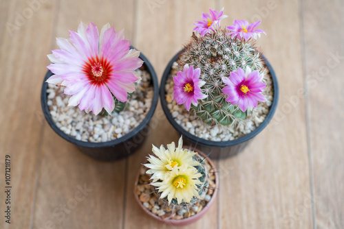 pink cactus flower 