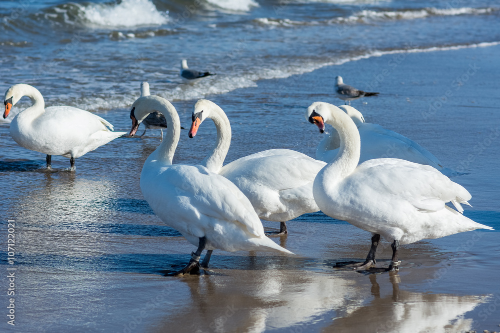 Fototapeta premium Łabędzie nad Bałtykiem w Świnoujściu
