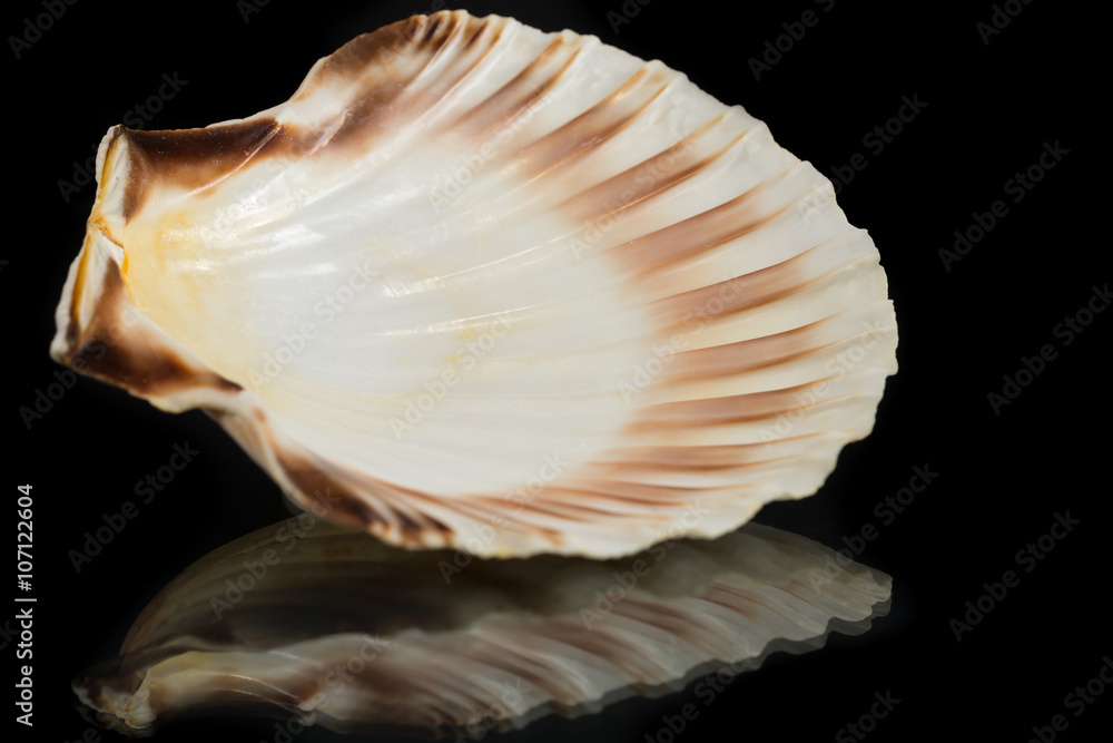 Scallop seashell with reflection on black background Scallop seashell with reflection on black background