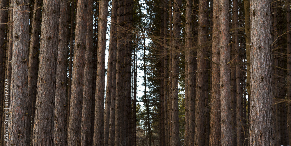 Obraz premium Winter Forest View