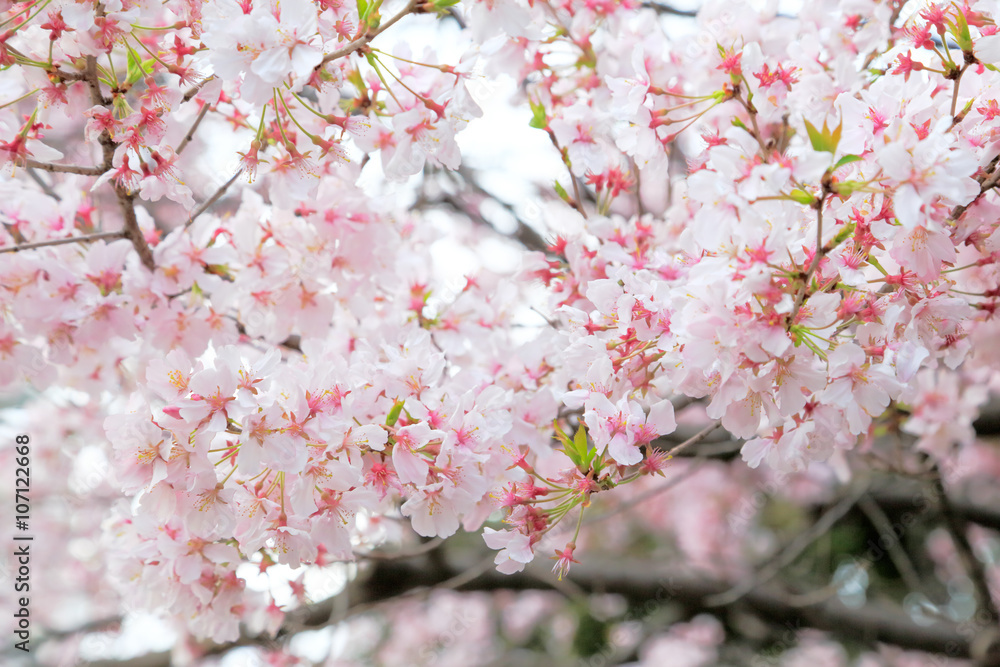Fototapeta premium 桜
