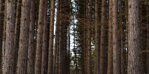 Winter Forest View