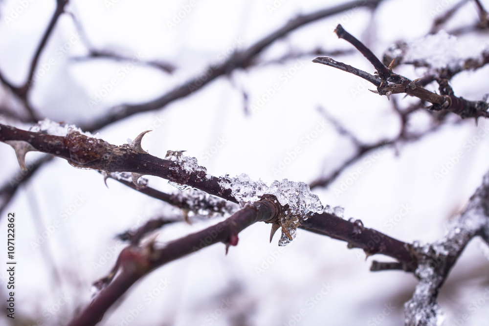 Frozen rose twigs with small crystals of ice