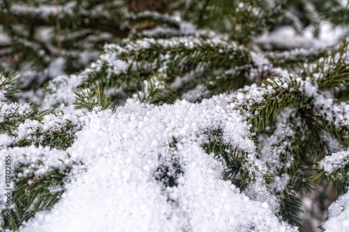 Snow-covered tree branches. Beautiful winter background